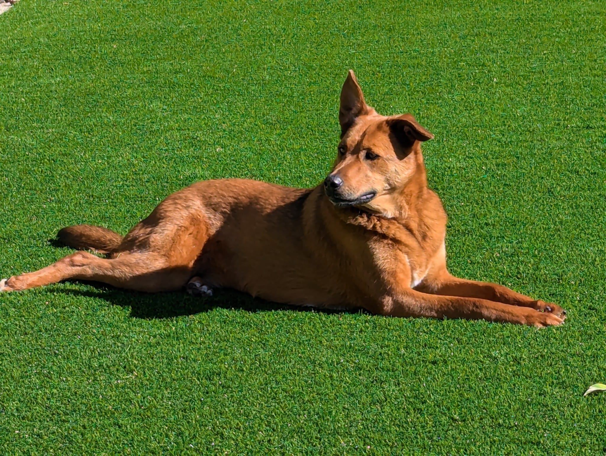 Dog relaxing on pet-grade artificial turf in an LA-area backyard